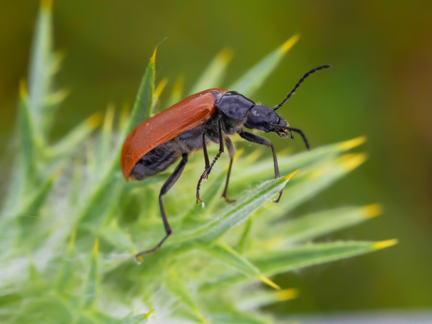 Tenebrionidae Alleculinae: Omophlus sp.